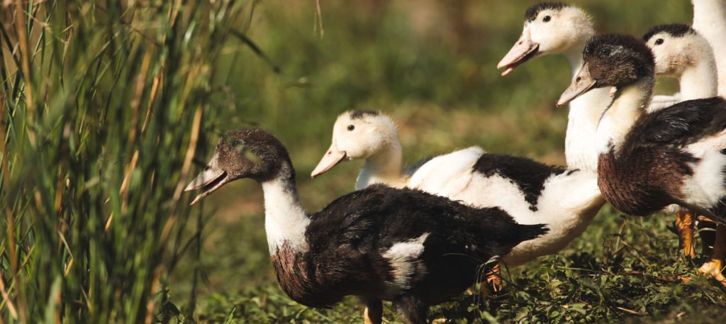 Canard mullard dans un pré